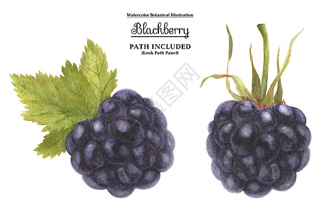 水彩植物开源 新鲜黑莓食物甜点绘画插图水果果汁宏观蓝色收成营养图片