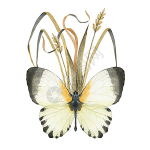 含有水彩蝴蝶和植物的古老成分横幅野生动物草本植物胸花生活翅膀情调死亡动物林地图片