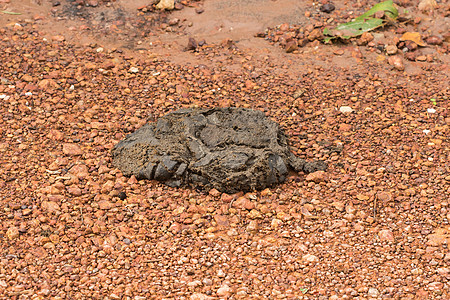 碎石路上的大象粪便野生动物公园便便碎石环境荒野昆虫动物臭虫热带图片