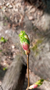 林登芽 胚胎拍摄 宏观观赏树枝芽 柔软背景 春季时间概念花园生活叶子森林生长植物学绿色植物发芽植物群生态图片