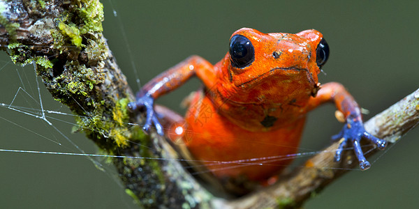 哥斯达黎加热带雨林 达特中毒青蛙栖息地热带荒野保护区生物生物学生态环境保护野生动物多样性图片