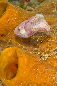 印度尼西亚Lembeh岛环境生物荒野生活海洋潜艇潜水多样性动物群海洋生物图片