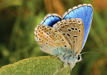 蝴蝶 Lycaenidae 西班牙瓜达拉姆国家公园荒野生态旅游漏洞主题野生动物自然公园环境保护保护自然保护区动物背景图片