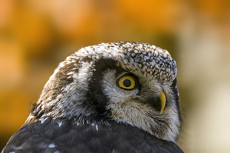 一只鹰猫的头部肖像图片