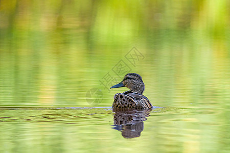 一只雌野鸭在湖上游泳野生动物环境海鸟池塘水禽荒野湿地翅膀鸟类羽毛图片