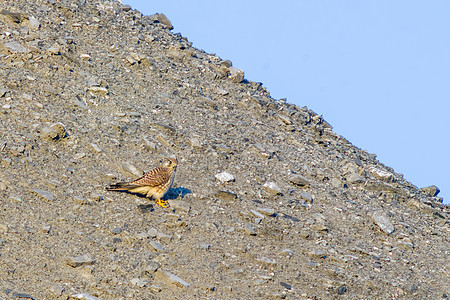 一只秃鹰坐在山上寻找猎物羽毛行动捕食者鸟类动物群环境猎人成人眼睛动物图片