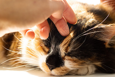 阳光密闭时生姜猫的肖像窗户压痛乐趣休息宠物毛皮动物橙子小猫享受图片