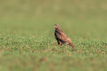 a 春季 巴斯德人坐在绿地上猎物野生动物翅膀鸟类眼睛荒野猎人行动动物群捕食者图片