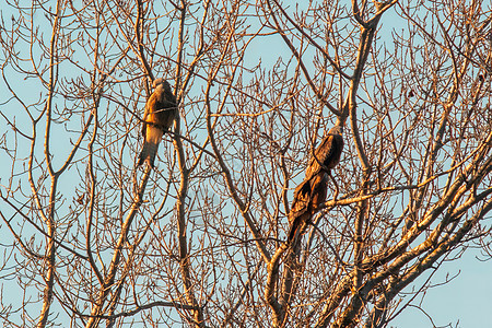 两个红风筝坐在树枝上寻找猎物图片