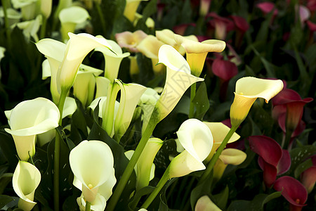 花园中美丽的花朵百合园艺兰花异国热带花粉脆弱性植物学花束情调图片