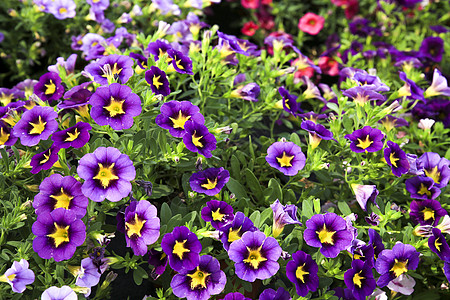 太阳下多彩的卡利布拉乔亚植物阳台园艺房子花坛紫色植物学花园礼物美味植物群图片