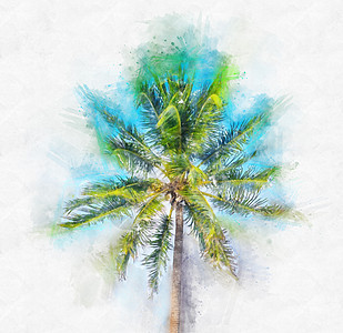 白色背景的棕榈树水彩画插图椰子绿色草图海滩手绘艺术数字棕榈绘画艺术品背景图片