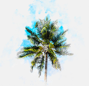 白色背景的棕榈树水彩画插图手绘艺术品草图艺术海滩棕榈植物数字绿色椰子背景图片