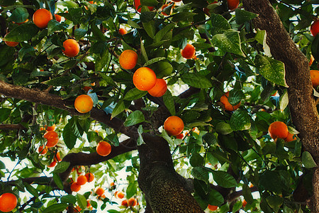 在塞维利亚的橙树附近 果实成熟 从低角度向上看图片