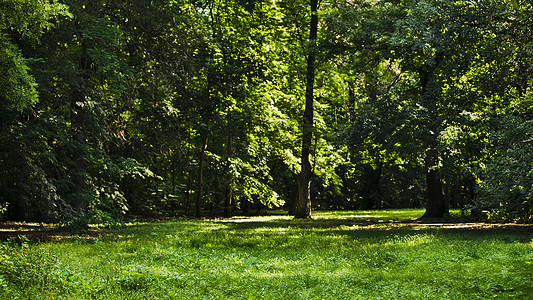 公园中美丽的树石头日光晴天森林途径阳光树干木头土地墙纸图片