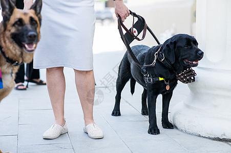 黑人拉布拉多人当盲女的导盲犬动物女士感情帮助服务技巧朋友们宠物猎犬城市图片
