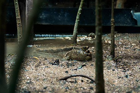 躲在泥沼中的泥巴鱼 关门了湿地异国海滩岩石海洋野生动物支撑荒野沼泽红树图片