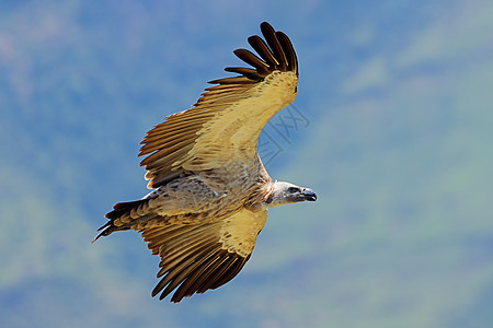 飞行中的角秃鹫     南非环境濒危斗篷栖息地翅膀野生动物荒野粪便动物吉卜赛人图片