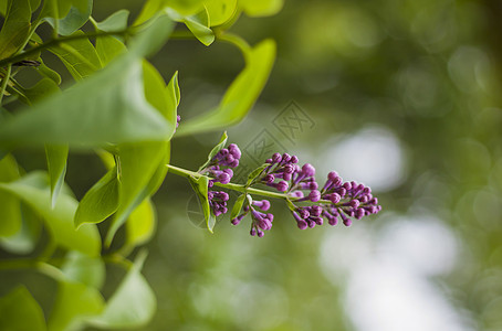 绿色背景 自然春天背景 柔性选择性焦点的花朵 这些花朵都是美丽的枝子孩子紫色花瓣季节花园警卫植物叶子边界衬套图片