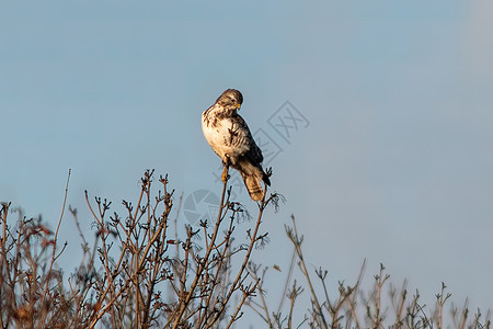 a 巴斯德人坐在树枝上环境食肉眼睛鸟类荒野成人翅膀濒危捕食者羽毛图片