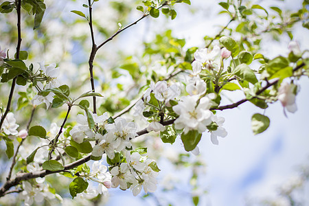 春天一棵盛开的苹果树的白色花朵 在阳光明媚的白天外出自然界特立独行的蓝天空背景下雌蕊生长季节花瓣花园植物学宏观水果蓝天晴天图片