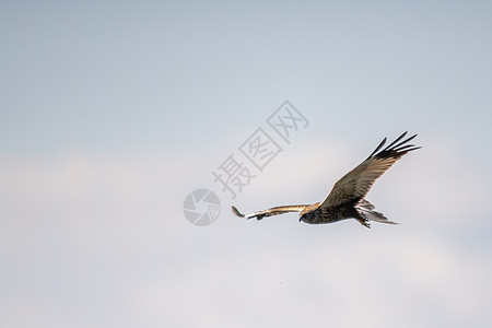 红风筝飞在天空中寻找猎物胸部食肉翅膀捕食者濒危成人羽毛环境猎人荒野图片