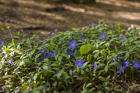 蓝色的花朵像地毯一样铺开在春天的森林里 春天开花的季节 自然和花园 花卉设计的背景 复制空间 选择性的焦点红叶粉红色叶子旅行樱花图片