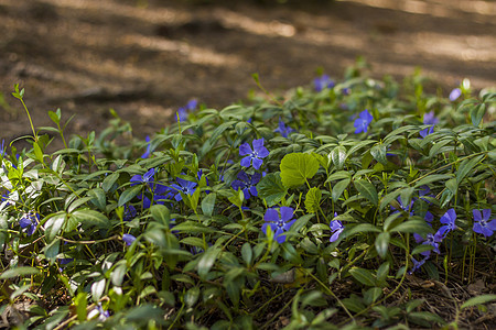 蓝色的花朵像地毯一样铺开在春天的森林里 春天开花的季节 自然和花园 花卉设计的背景 复制空间 选择性的焦点粉红色艺术环境橙子叶子图片