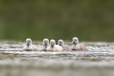 年轻的天鹅小鸡在湖上游泳水鸟动物鸟类动物群胸部野生动物羽毛水禽海鸟反射图片