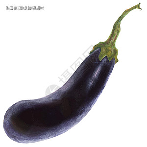 深蓝色紫贝壳 水彩色食物收成艺术水彩植物群蔬菜插图美食烹饪饮食图片