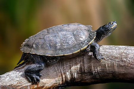 一只海龟坐在树枝上保护异国眼睛动物情调生物脊椎动物荒野爪子爬虫图片