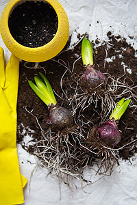 Hyacinth灯泡躺在地上 移植成一个锅 黄色手套和剪刀就在附近 春天的心情 从上面看图片