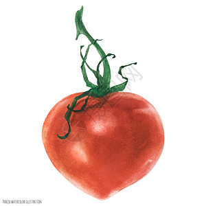红红红红番茄 水彩艺术蔬菜植物饮食食物红色水果插图图片