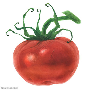 新鲜红番茄 水彩饮食插图食物红色水果植物艺术蔬菜图片