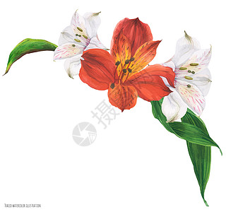 加兰花束 配红色和白色的秘鲁百合丽花图片
