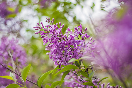 绿色背景 自然春天背景 柔性选择性焦点的花朵 这些花朵都是美丽的枝子叶子边界季节花园童年紫色花瓣花束衬套裙子图片