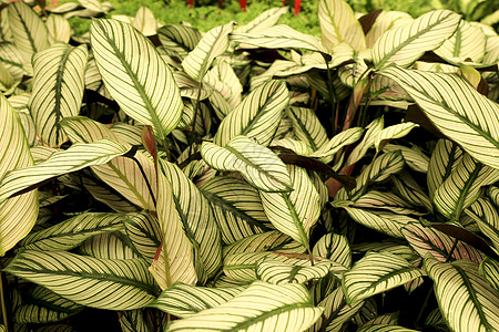花园中多彩的卡拉蒂亚马雅斯提加植物静脉情调生长奶油叶子异国蕨类衬套绿色植物条纹图片