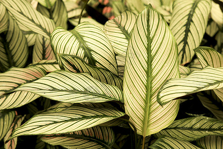 花园中多彩的卡拉蒂亚马雅斯提加植物静脉条纹叶子绿色植物植物群生长情调蕨类奶油异国图片
