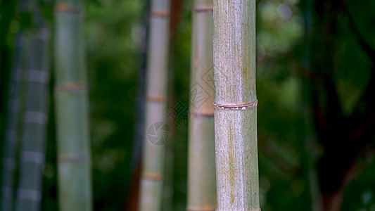 乔治亚 巴统 植物园 美丽的植被 雨滴中的竹子图片