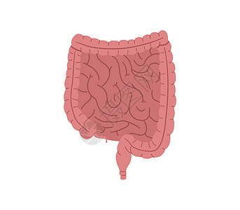 人体健康肠胃 消化器官病媒插图 孤立在白色背景上图片