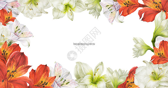 带红白百花花的花旗新娘花园花束异国海报情调销售量婚礼植物热带图片