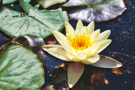 Lily漂浮在有绿色百合花垫的黑池塘上图片