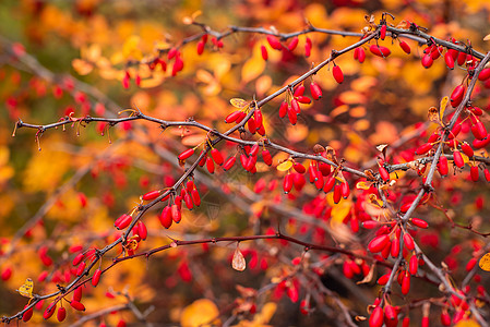 烤莓树上满是浆果的紧贴照片图片