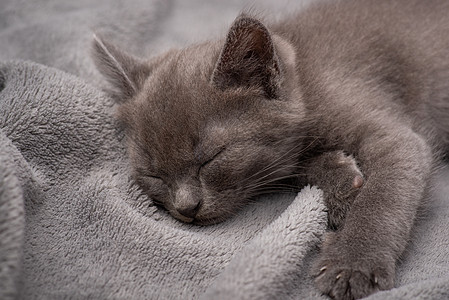 小灰小猫 睡在灰白格子上图片