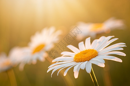 晚上在草地上的温暖黄太阳光下 戴西花朵图片