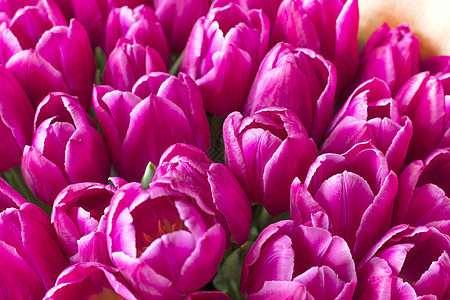 粉红色的郁金香品种巴塞罗那特制 新鲜的郁金香芽花束紫丁香花瓣红色展览花朵综艺花卉背景花节图片
