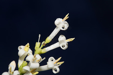 白花开花特写植物现代背景女贞科木犀科大尺寸高质量版画墙海报花朵植物学灌木球形园艺环境墙纸花园水果植物背景图片