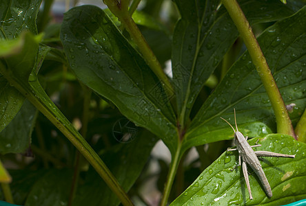 白带在绿叶上 昆虫 动物料斗花园翅膀蟋蟀荒野宏观刺槐酒吧空气害虫图片