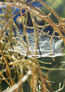 绿色森林的灌木丛上的蜘蛛网薄雾木头动物网络漏洞陷阱蛛形宏观蛛网松树图片