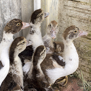 家庭农场的鸭子刺青器池塘荒野食物配种小鸭子农业动物流感市场野生动物图片